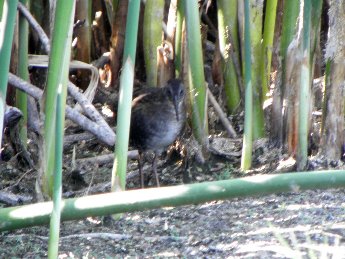 Virginia Rail - ML91743411