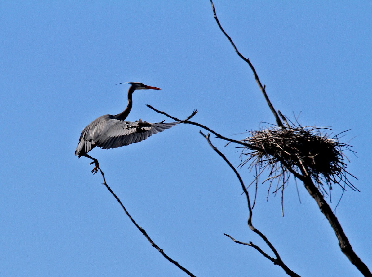 Great Blue Heron - Ronald Harrower