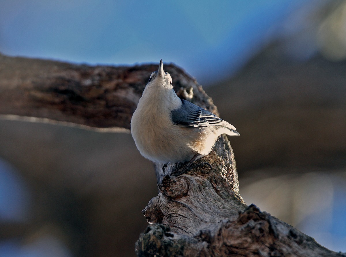 White-breasted Nuthatch - Ronald Harrower