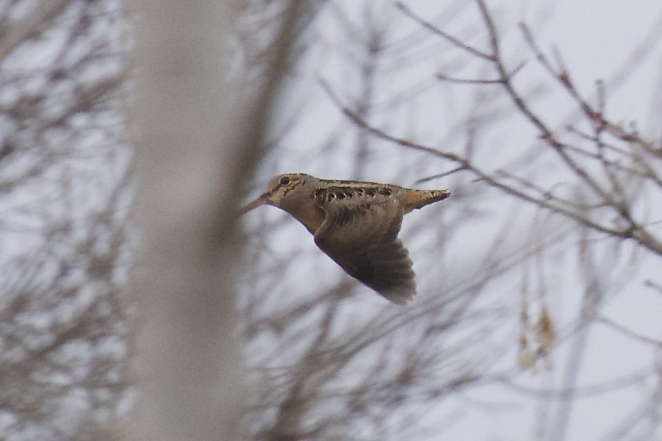 American Woodcock - ML91743971