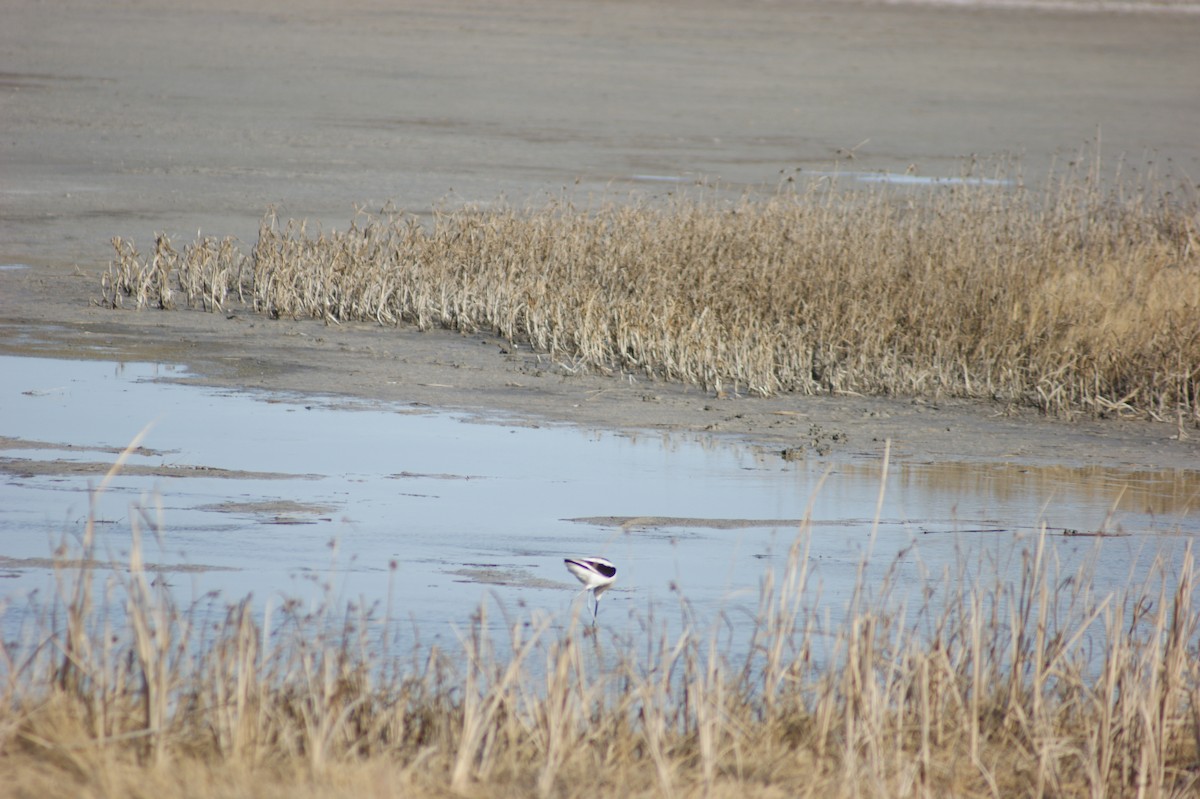 Avoceta Americana - ML91745021