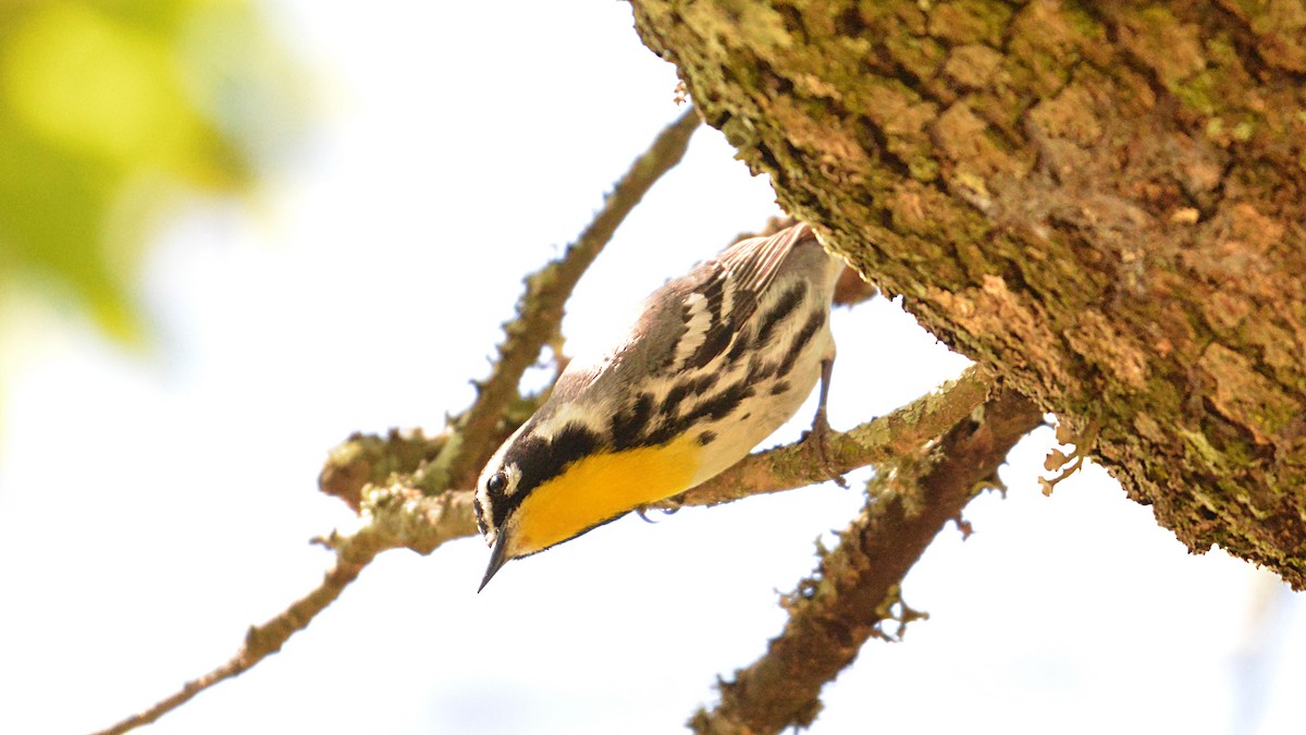 Yellow-throated Warbler - Carl Winstead