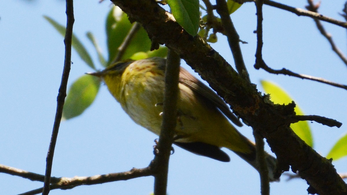 Paruline à couronne rousse - ML91746241