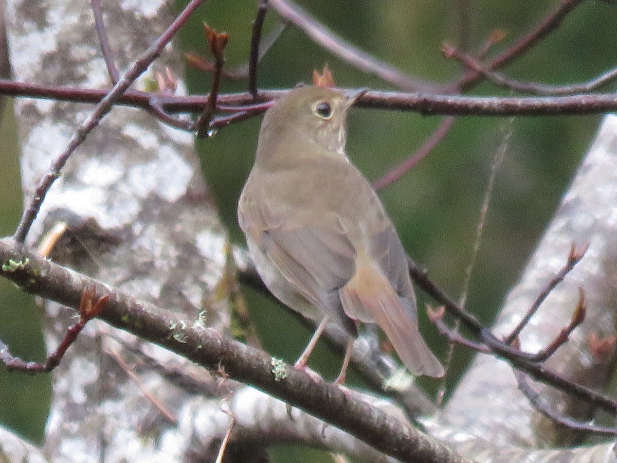 Hermit Thrush - ML91746571