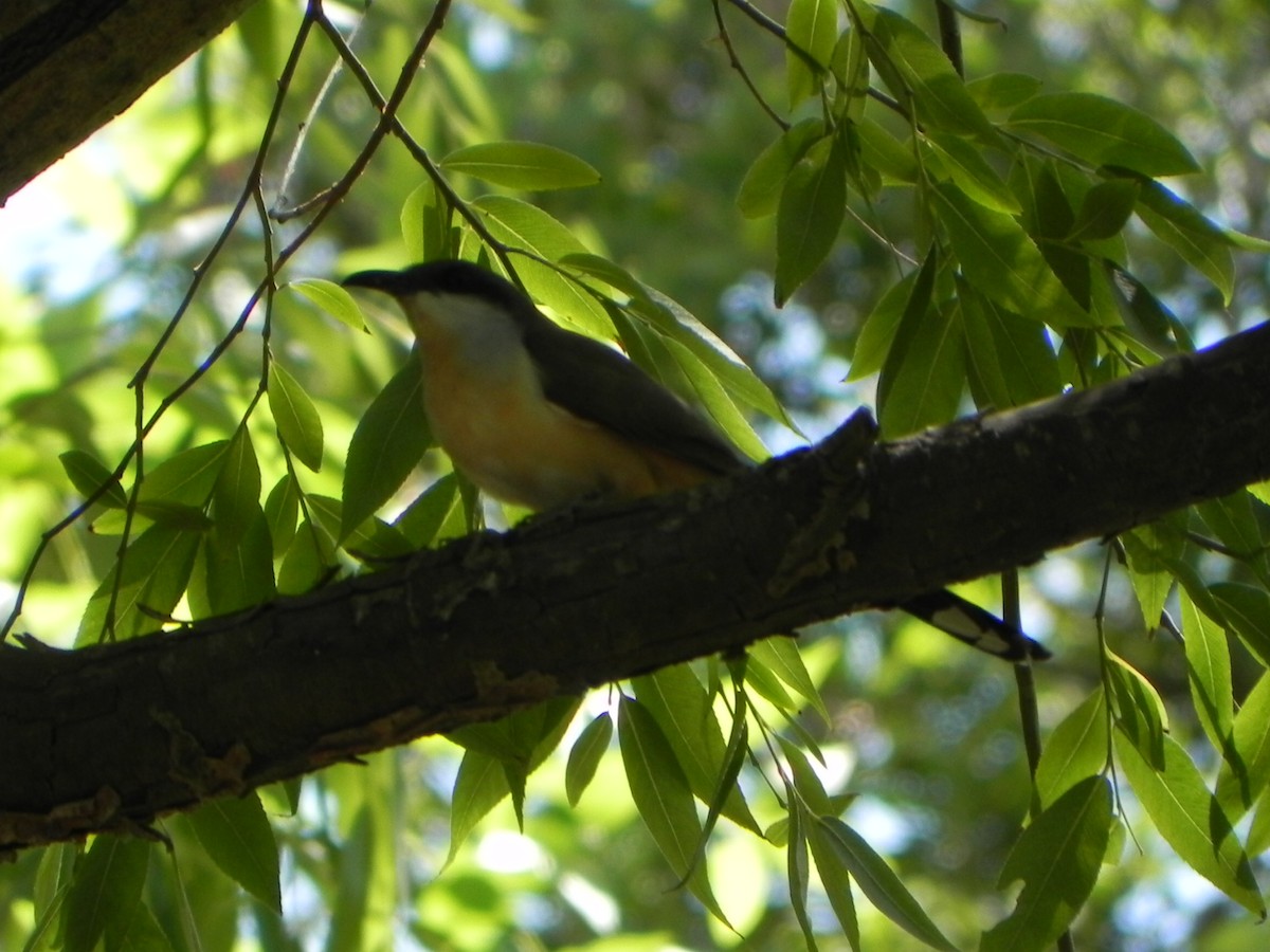 Dark-billed Cuckoo - ML91746981