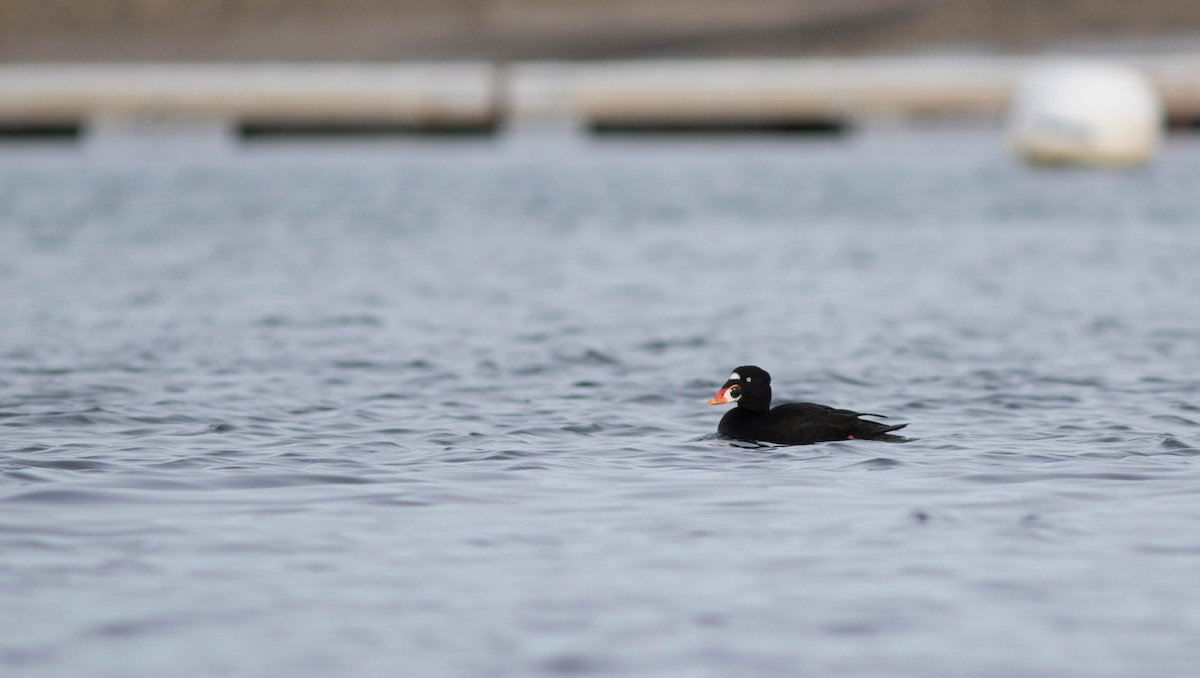Surf Scoter - Doug Hitchcox