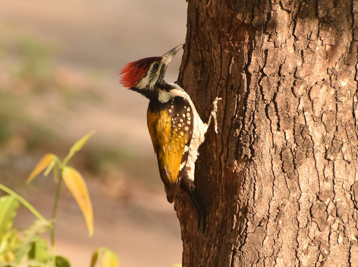 Black-rumped Flameback - ML91750061