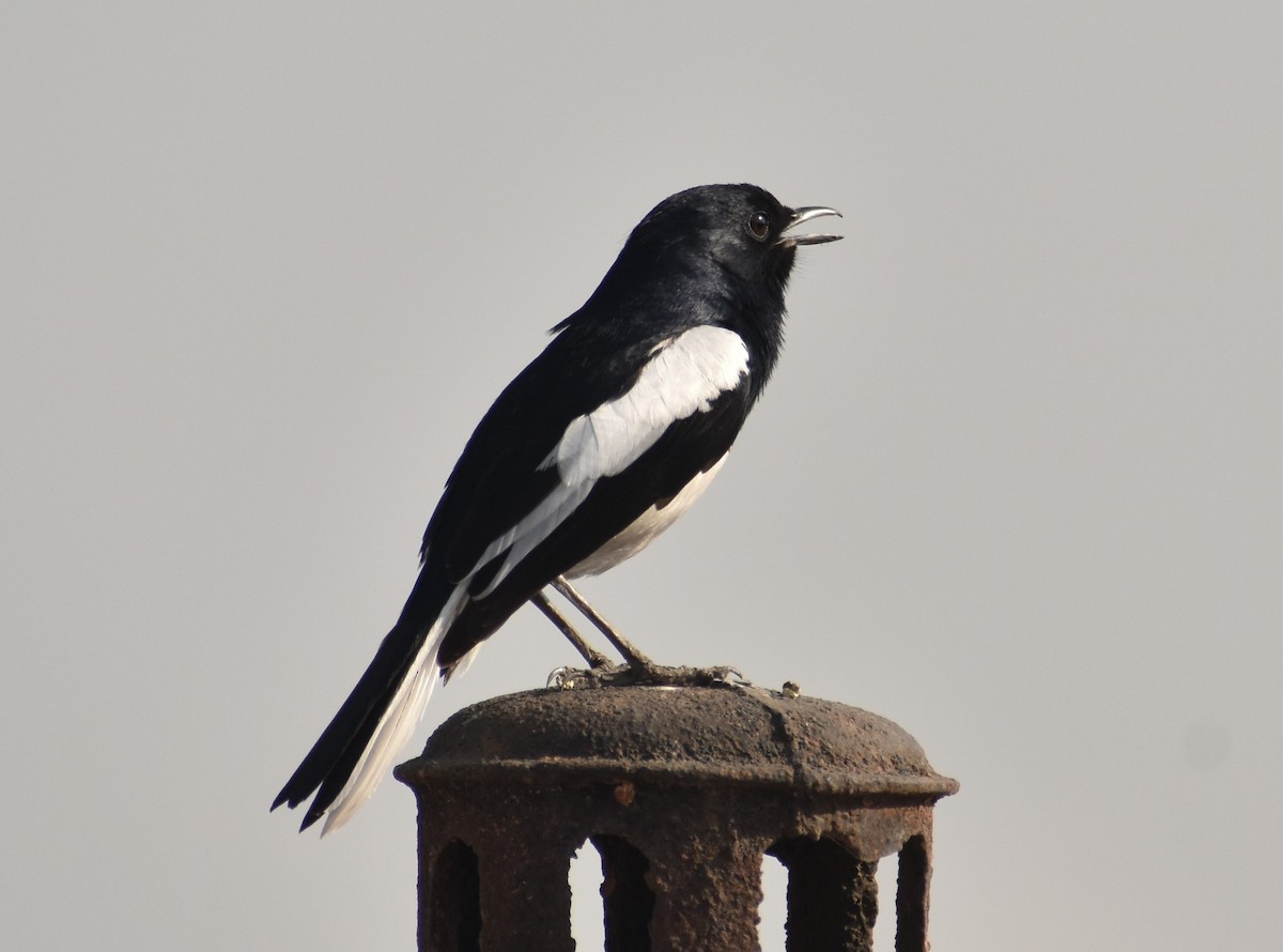 Oriental Magpie-Robin - ML91750471