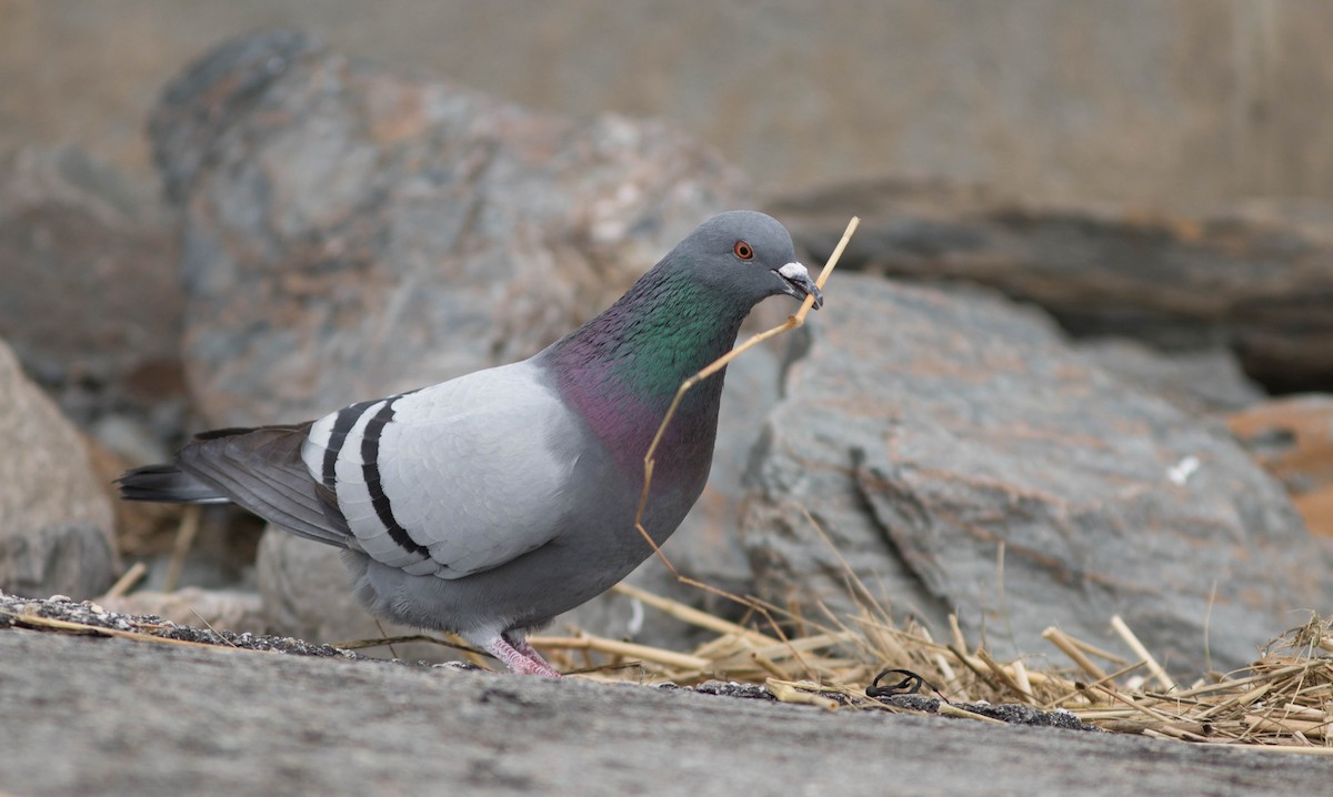 Rock Pigeon (Feral Pigeon) - Doug Hitchcox