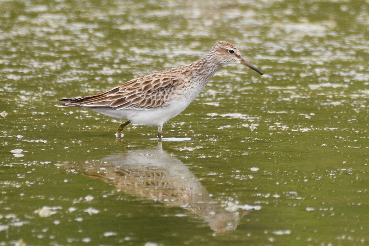 Pectoral Sandpiper - Jesús Bobadilla