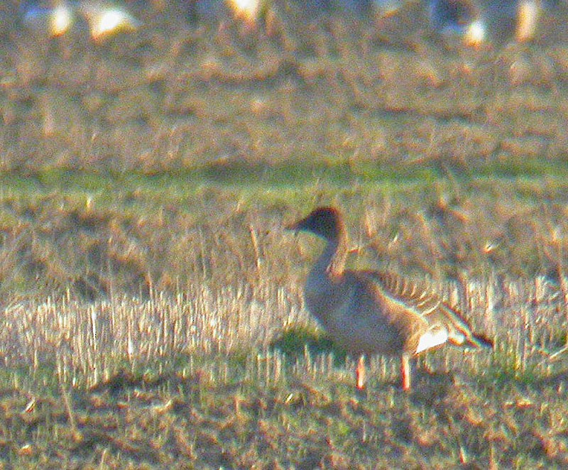 Taiga Bean-Goose - Daniel López-Velasco | Ornis Birding Expeditions