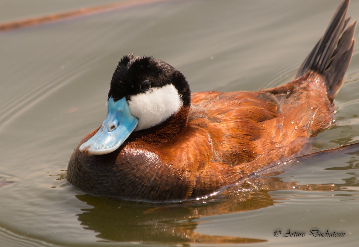 Ruddy Duck - ML91758561