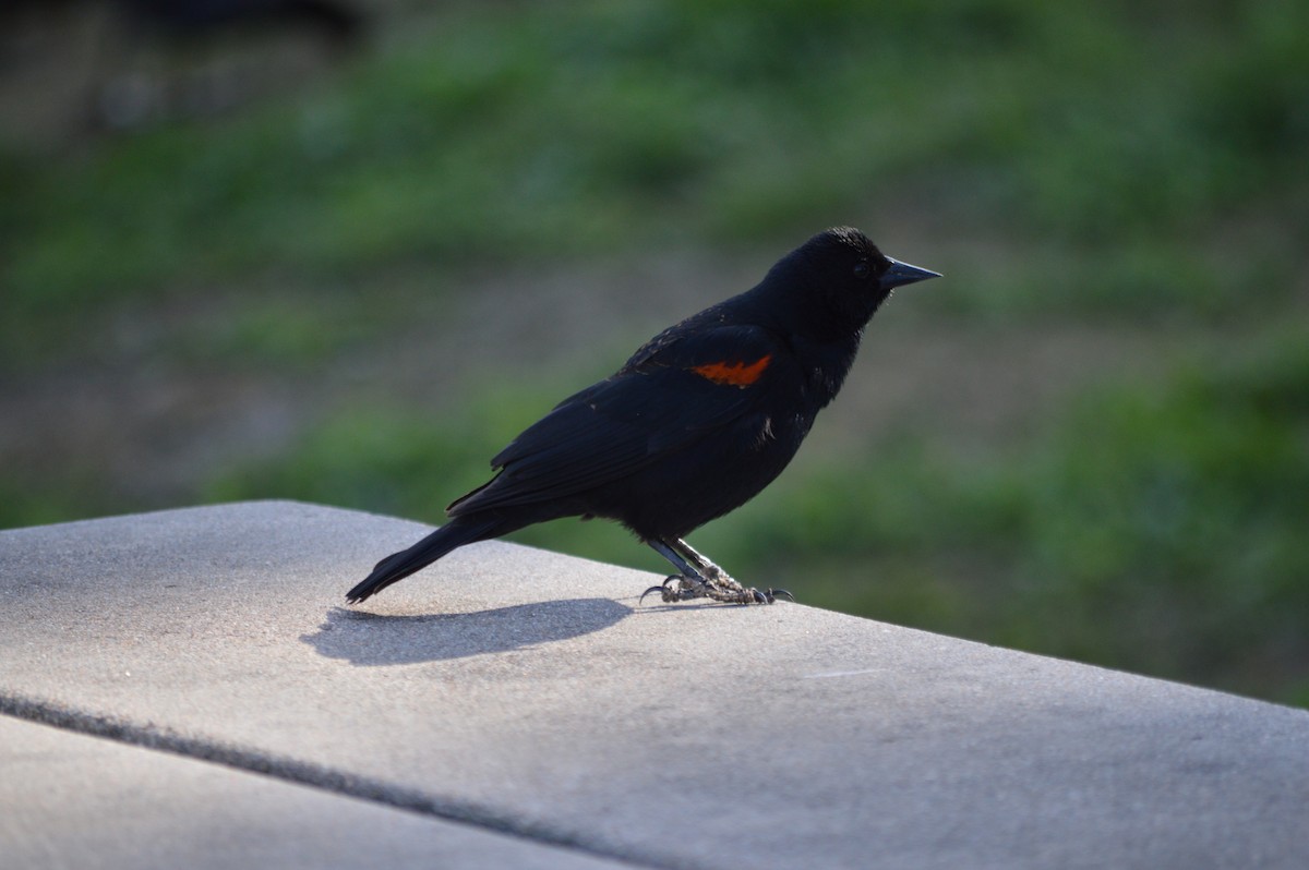 Red-winged Blackbird - ML91759391