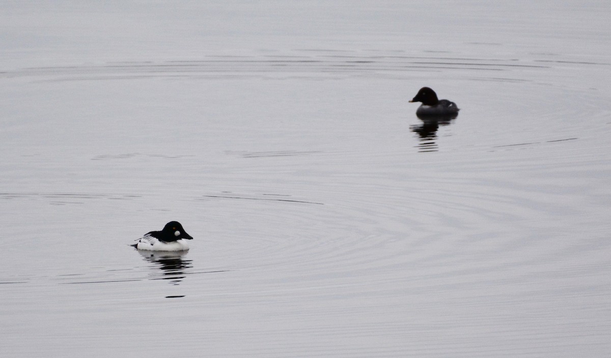 Common Goldeneye - ML91759421