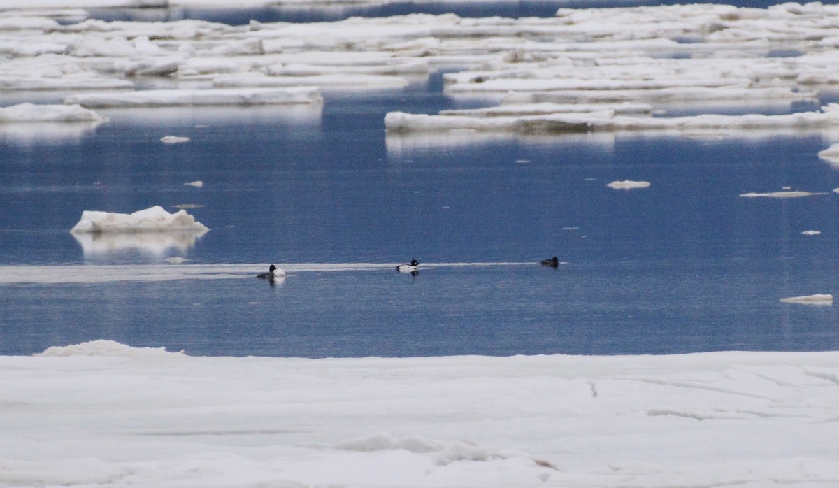 Common Goldeneye - ML91759511