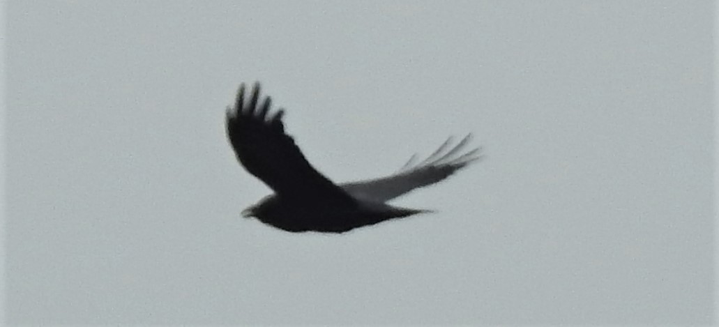Common Raven - ML91760151