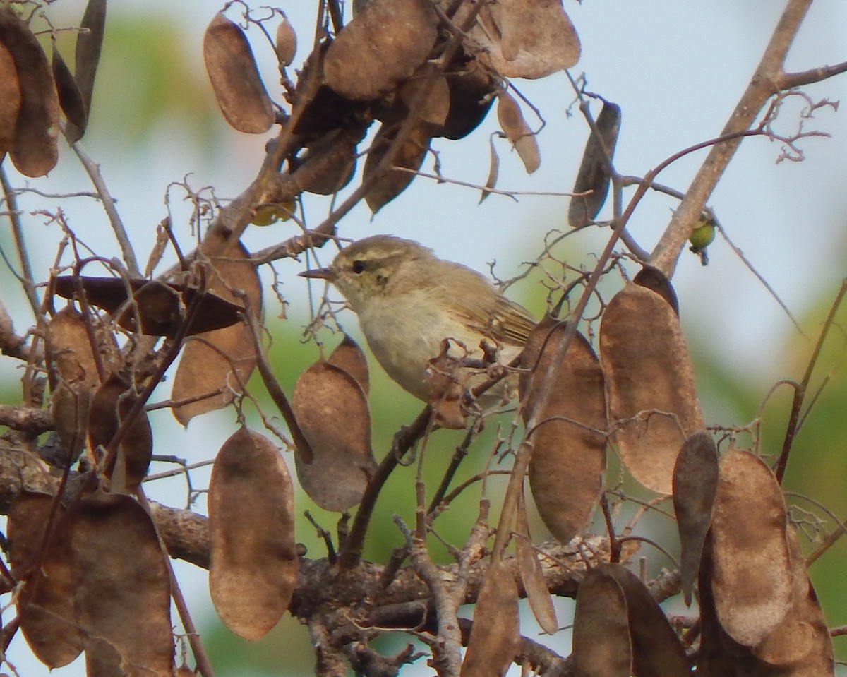 Greenish Warbler - Vinay K L