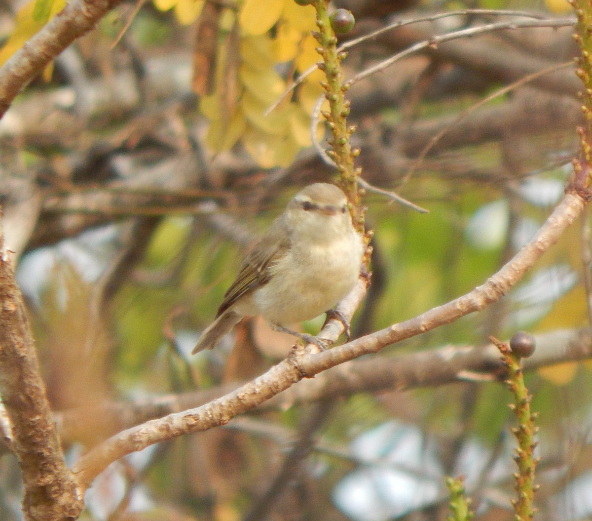 Greenish Warbler - Vinay K L