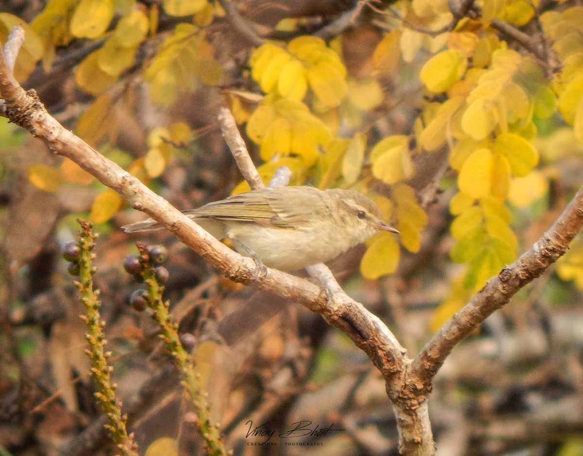 Greenish Warbler - Vinay K L