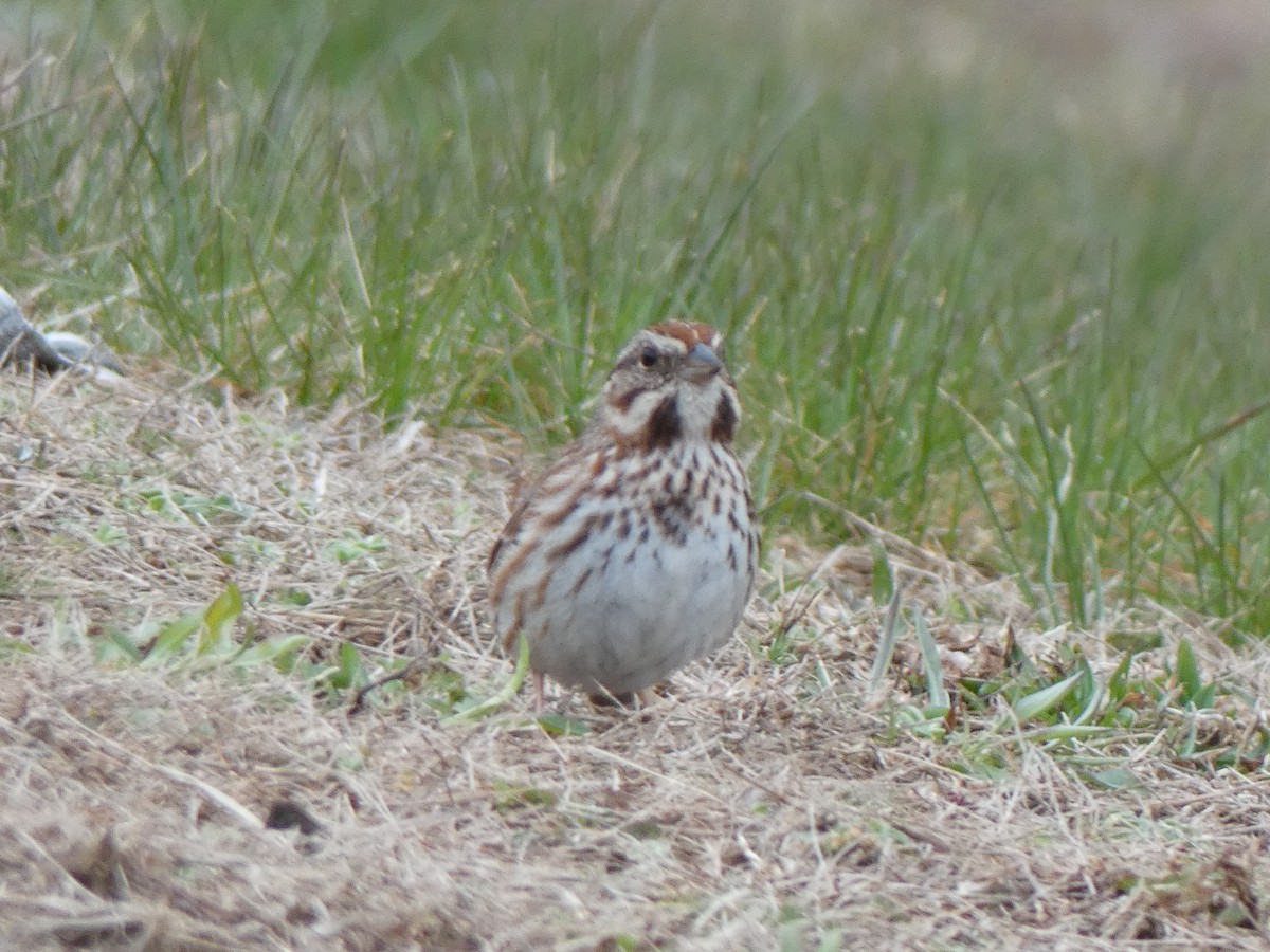 Song Sparrow - ML91760781