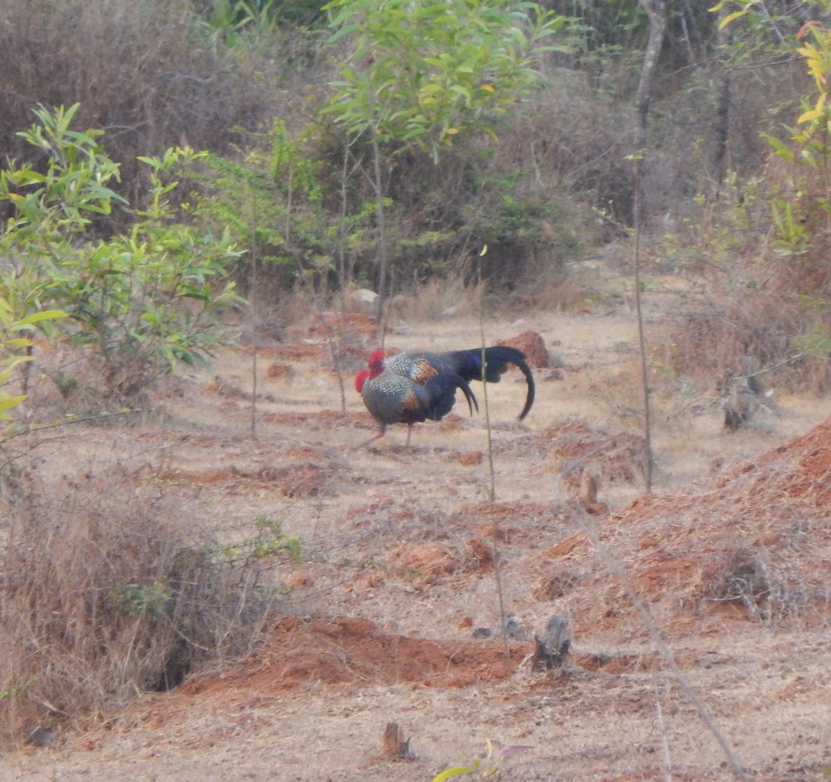 Gray Junglefowl - Vinay K L