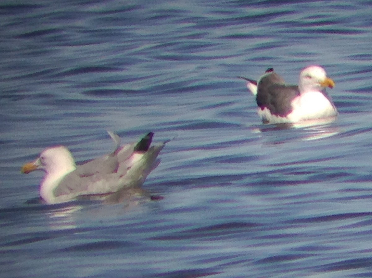 Lesser Black-backed Gull - ML91762281