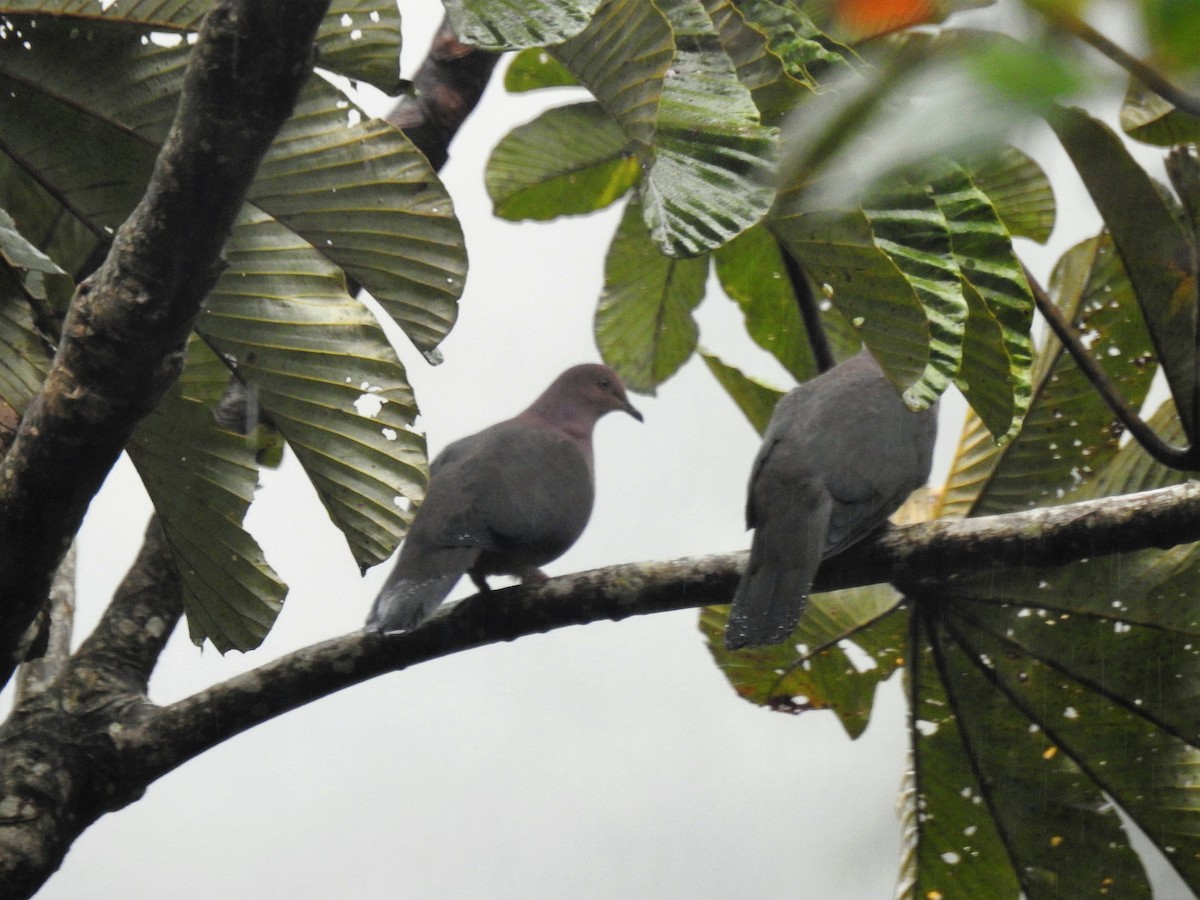 Plumbeous Pigeon - ML91770951