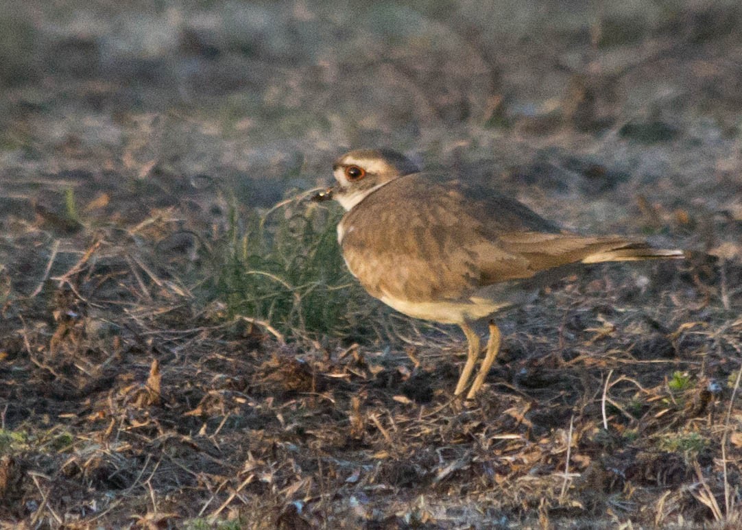 Killdeer - ML91771591