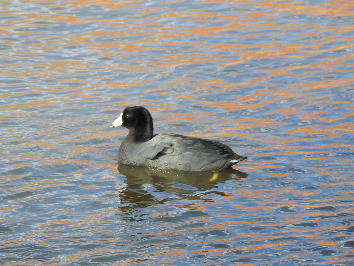 American Coot - ML91777491