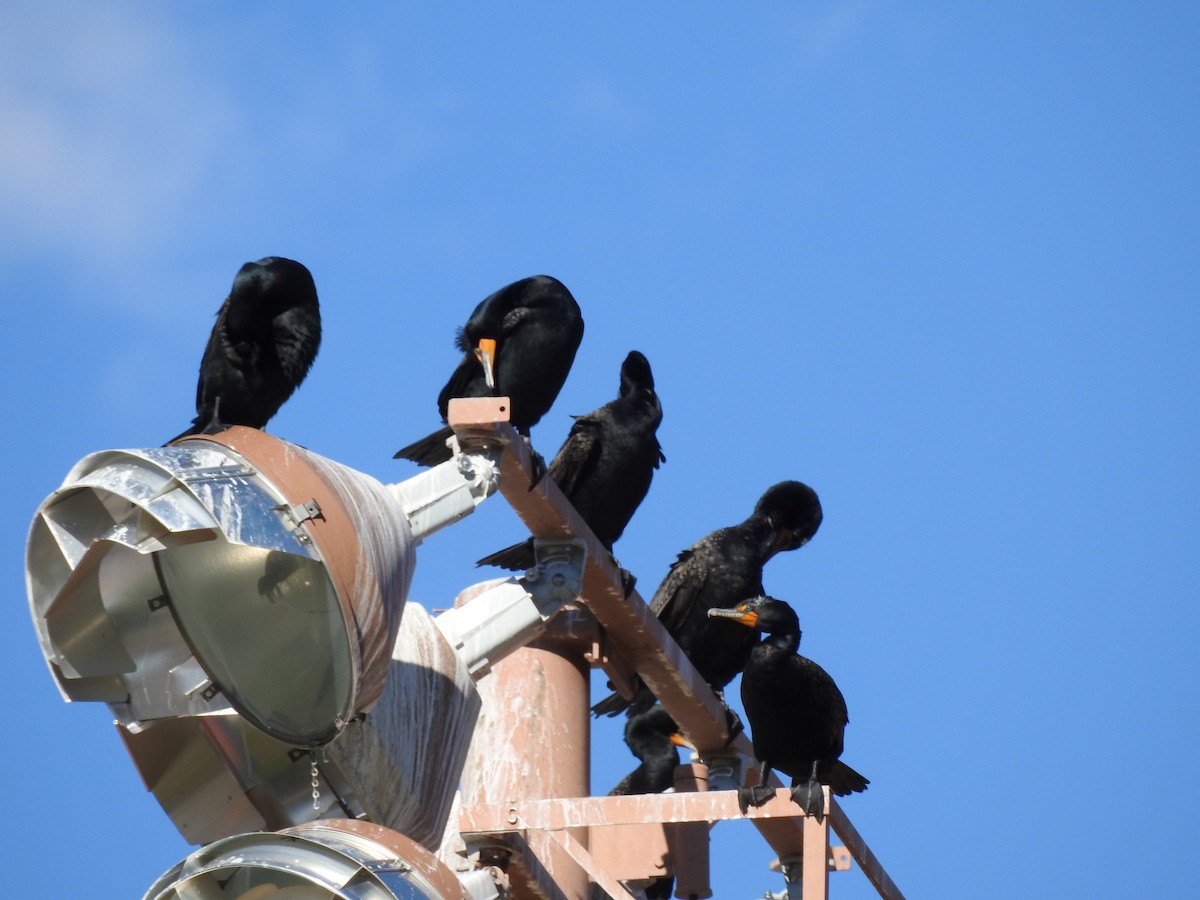 Double-crested Cormorant - ML91777611