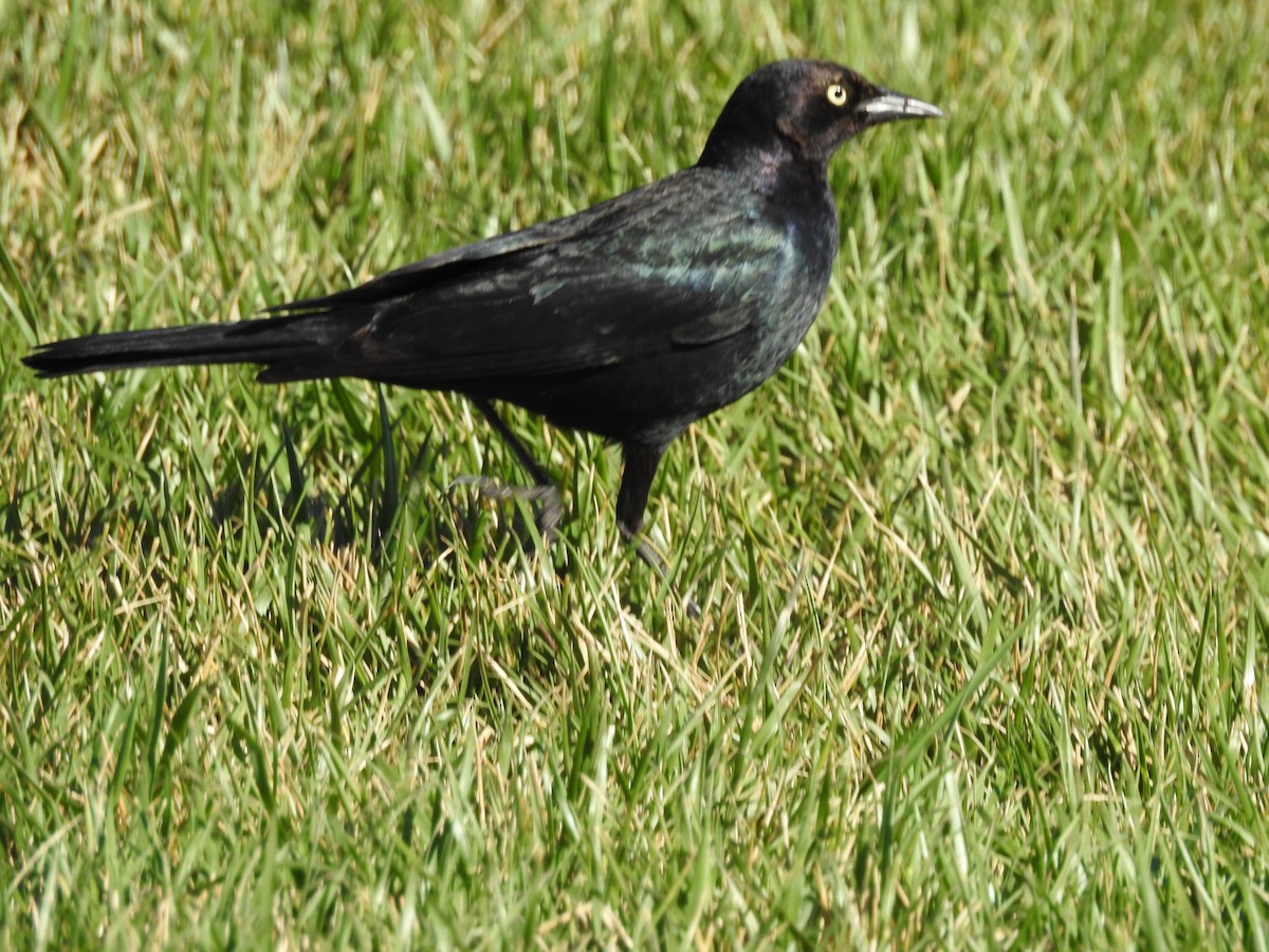 Brewer's Blackbird - ML91779931