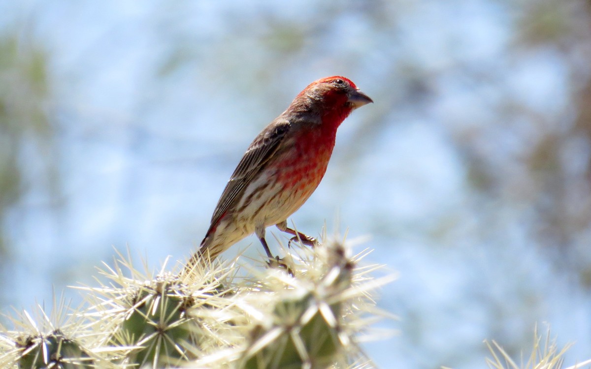 House Finch - ML91780011