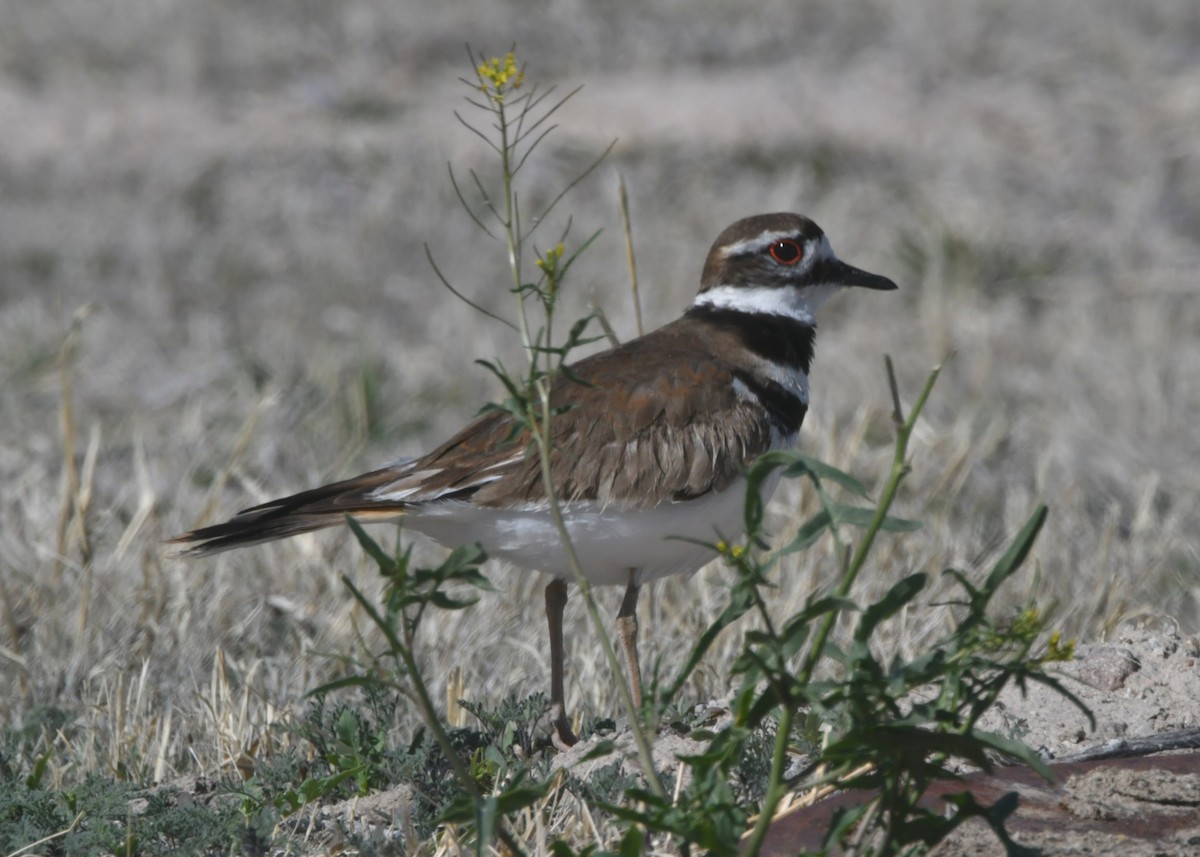 Killdeer - Glenda Jones