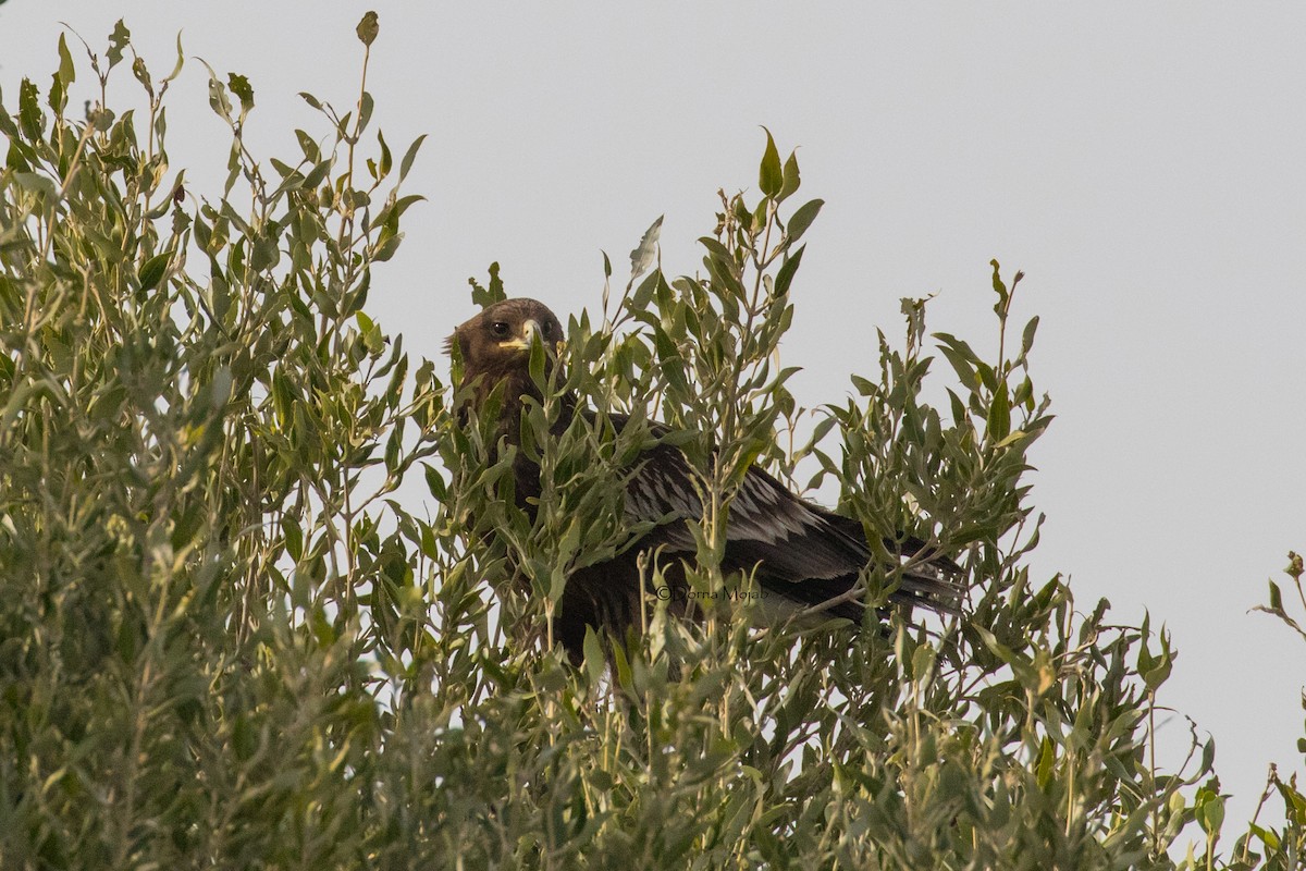 Águila Moteada - ML91780121