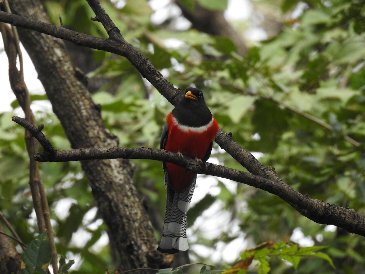 Trogon élégant - ML91781511