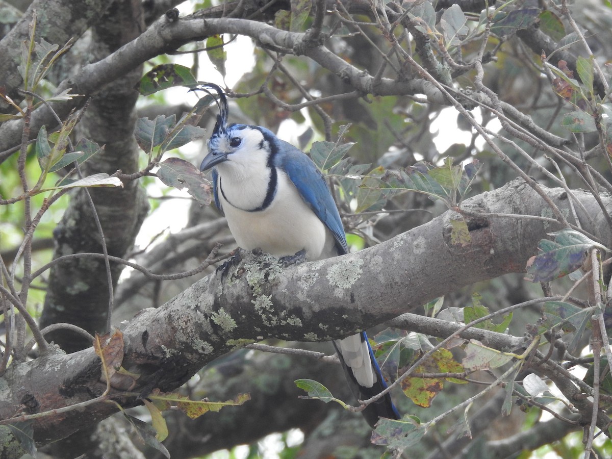White-throated Magpie-Jay - ML91782411