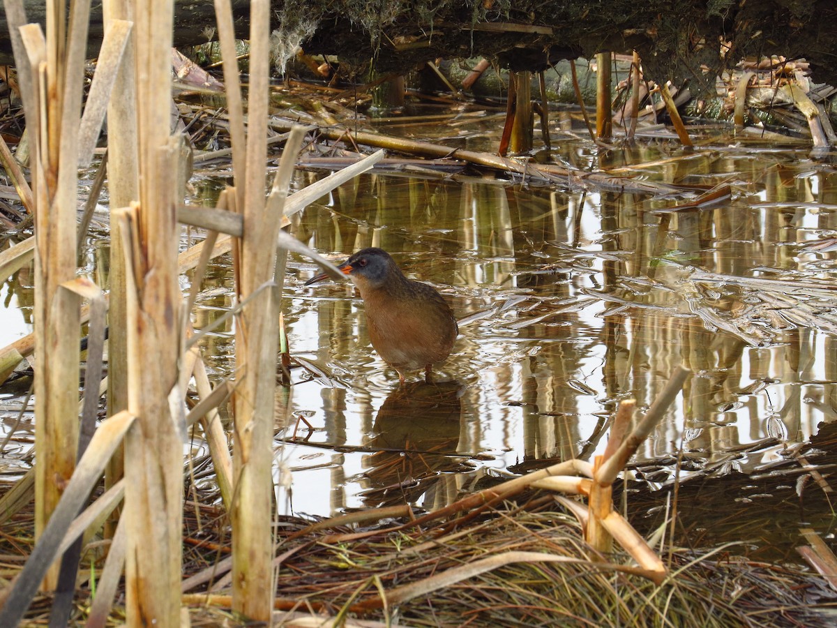 Virginia Rail - ML91783861