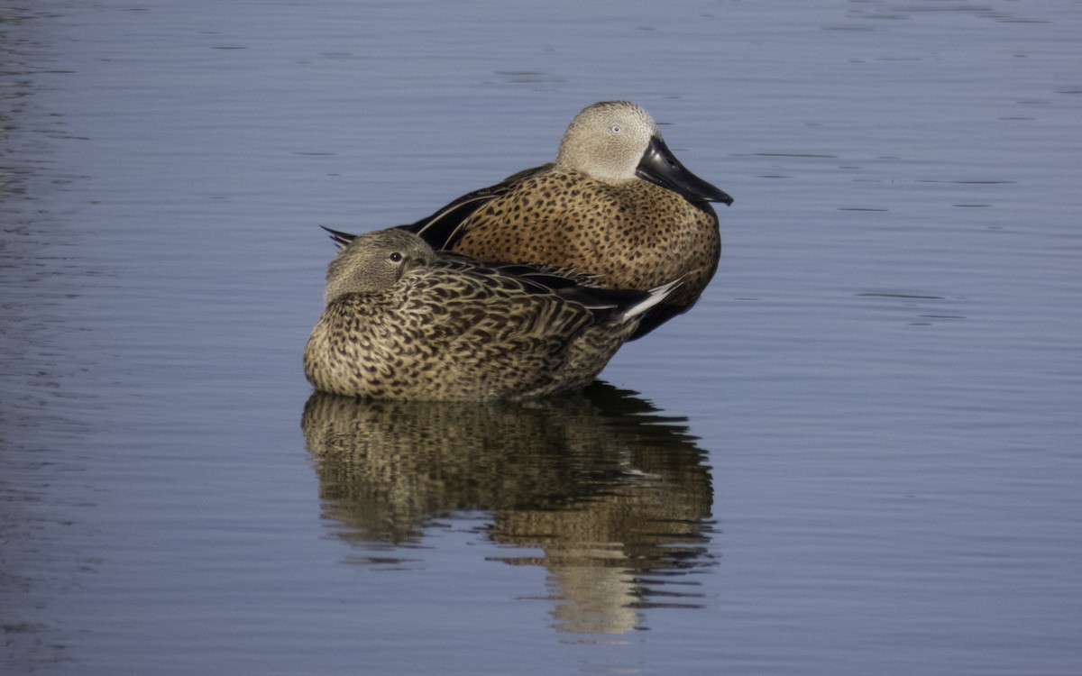 Red Shoveler - ML91784171