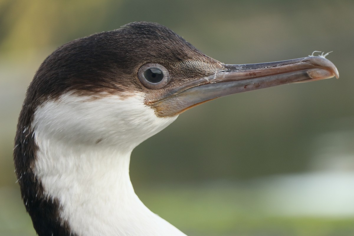 Imperial Cormorant (Blue-eyed) - Chloe Marshall