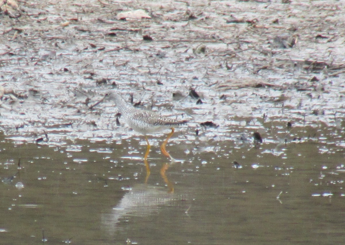 Greater Yellowlegs - Charlie Barnard Jr.