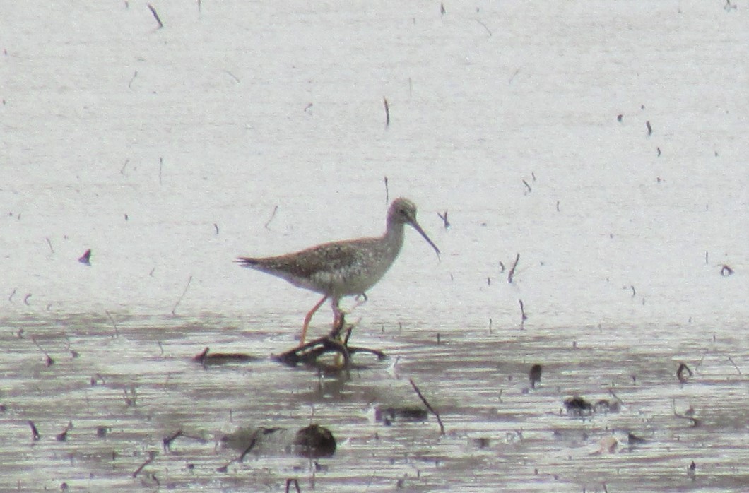 Greater Yellowlegs - ML91786931