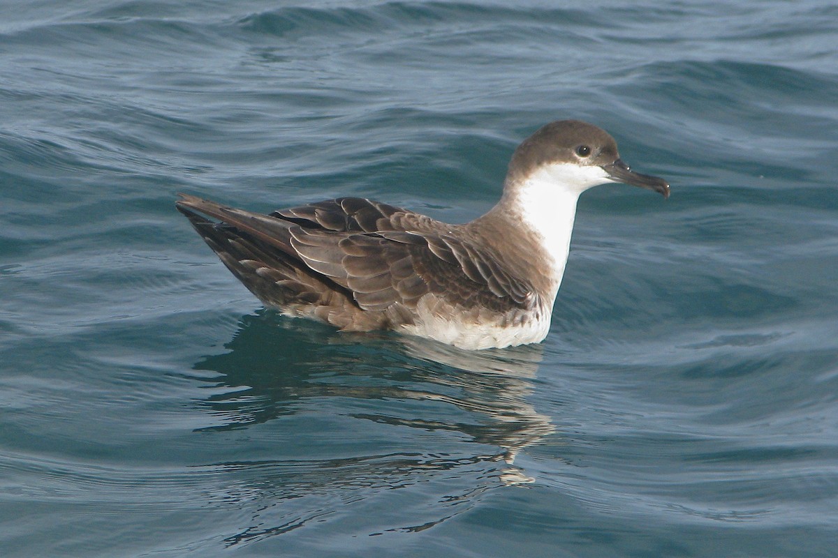 Great Shearwater - ML91788021