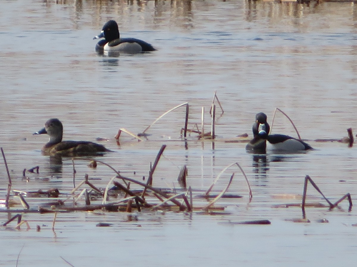 Ring-necked Duck - Colette and Kris Jungbluth