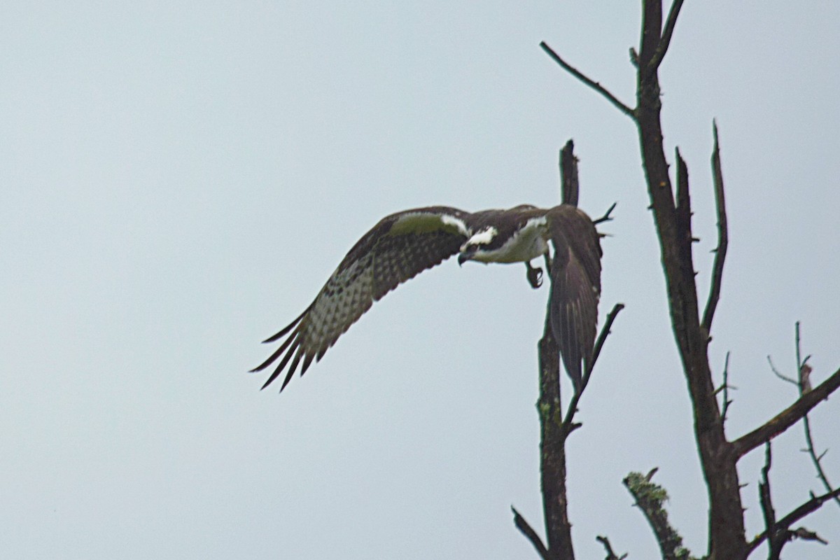 Águila Pescadora - ML91791461