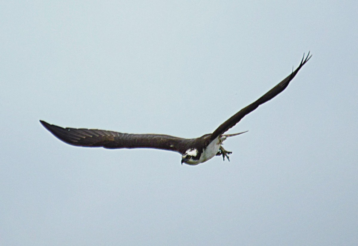 Osprey - Hugh Barger