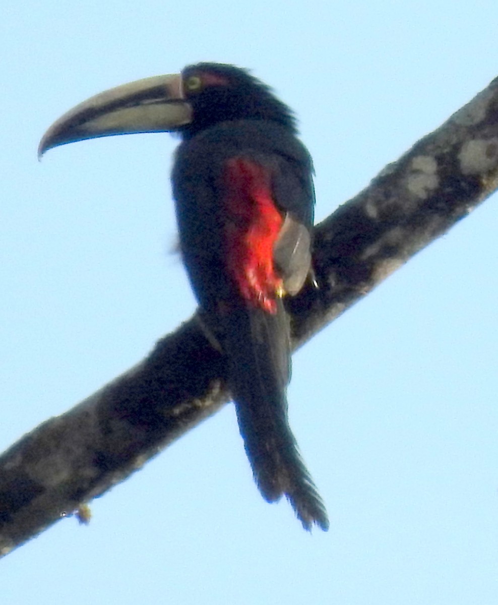 Collared Aracari (Pale-mandibled) - ML91792651