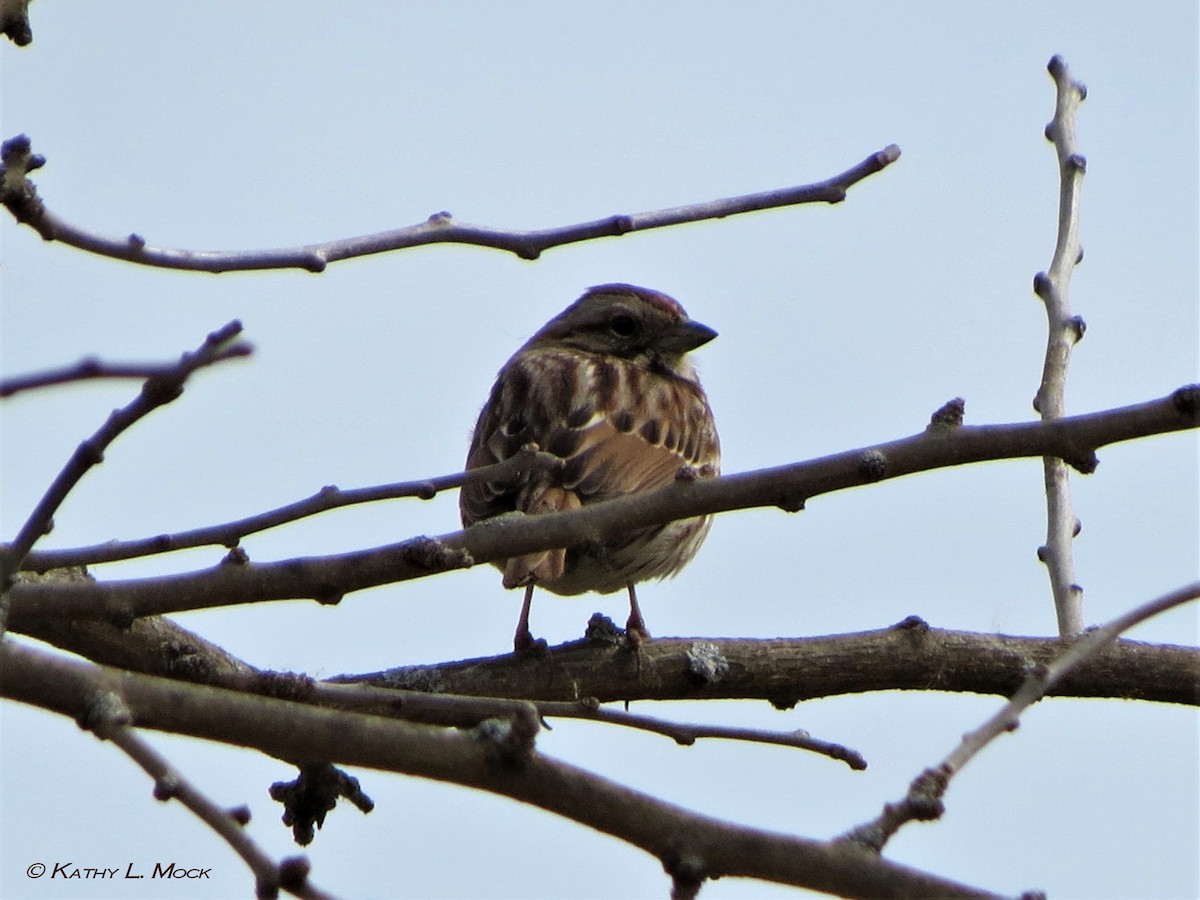 Song Sparrow - ML91793311