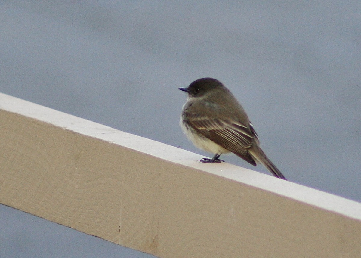 Eastern Phoebe - Albert Linkowski