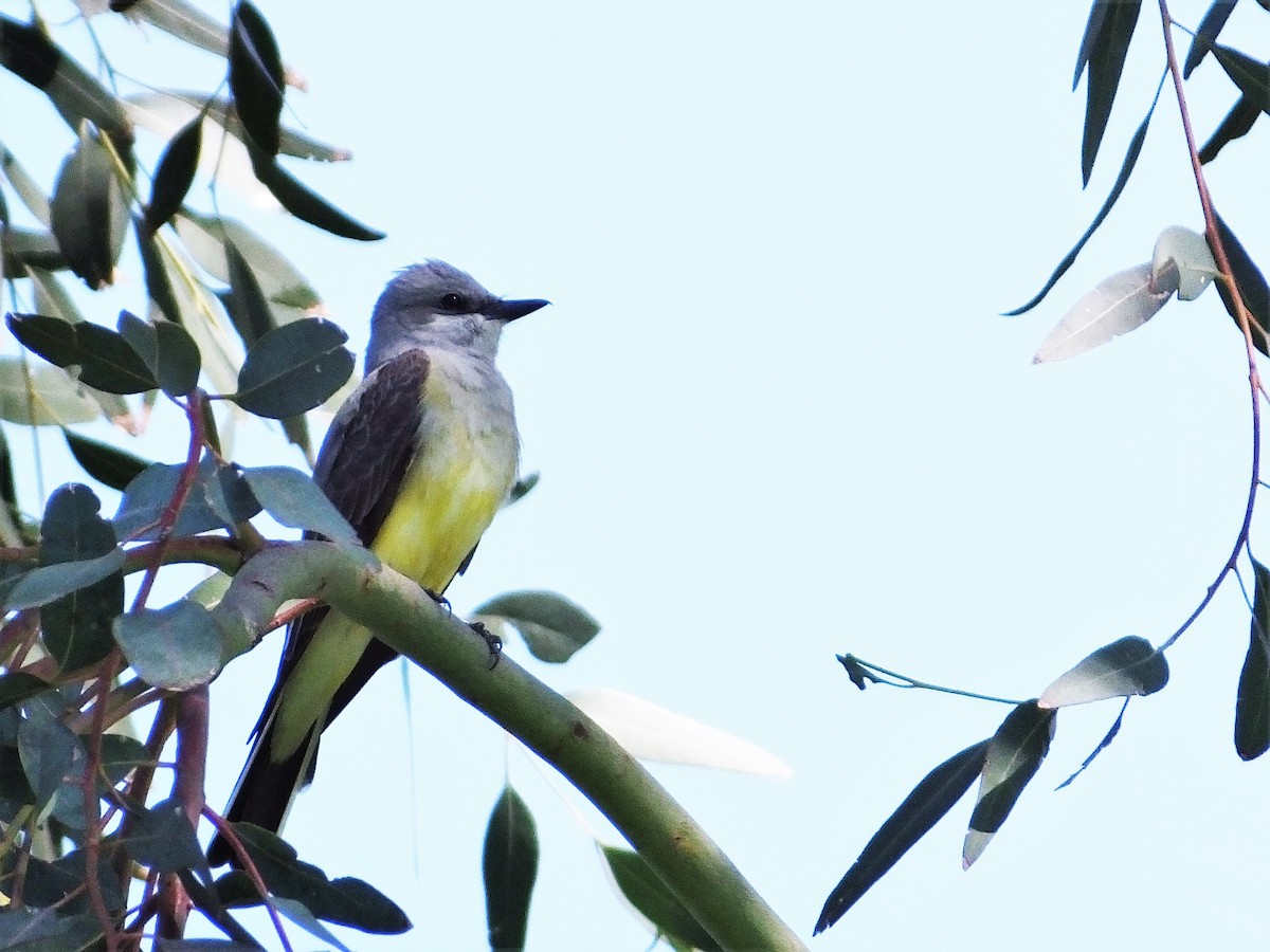 Western Kingbird - ML91794121