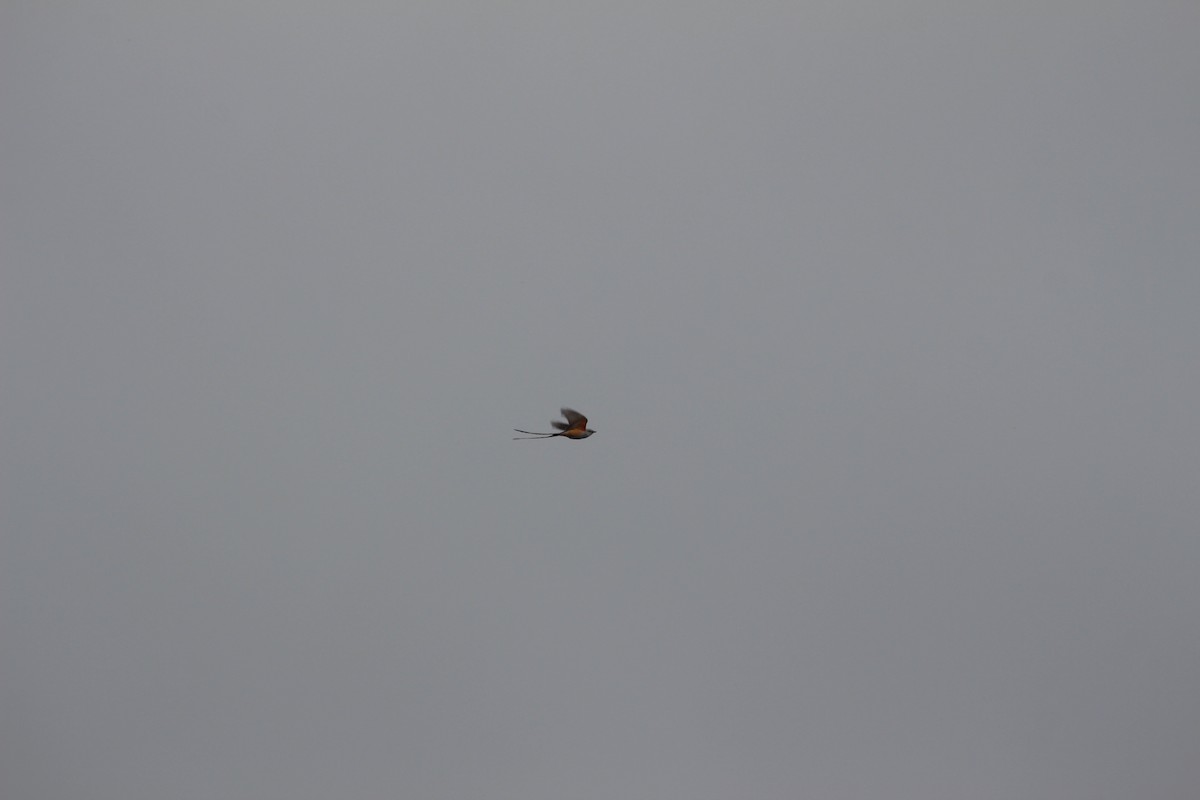 Scissor-tailed Flycatcher - Kala Allen